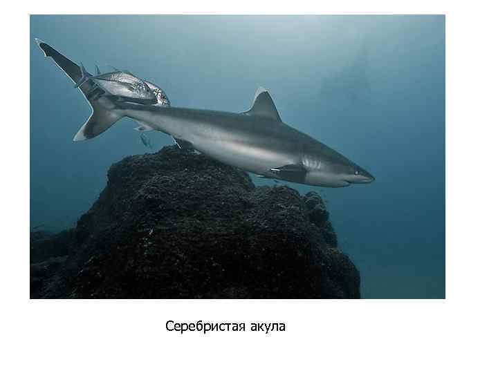 Серебристая акула 