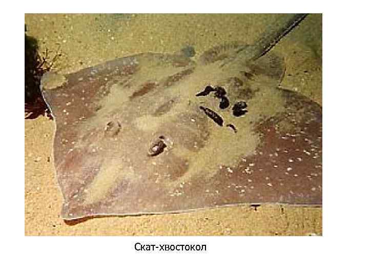 Скат-хвостокол 