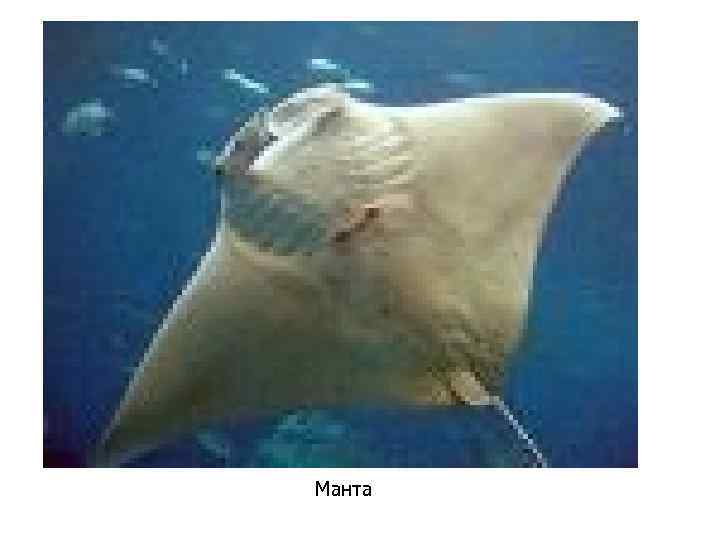 Манта 