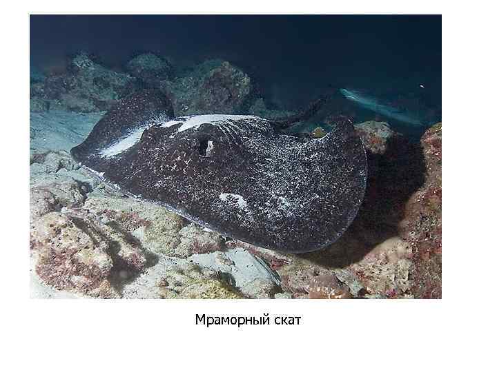 Мраморный скат 