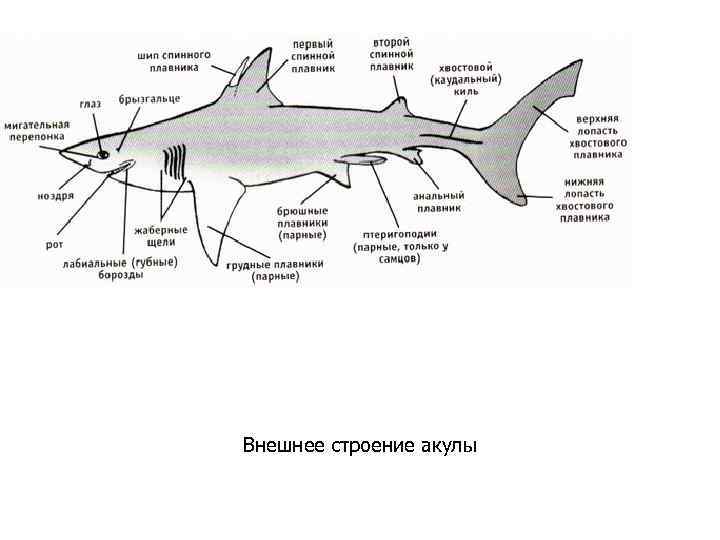Внешнее строение акулы 