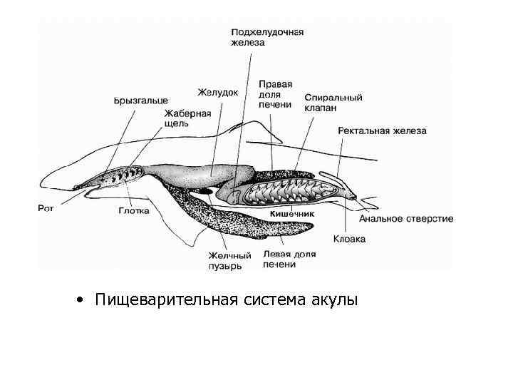  • Пищеварительная система акулы 