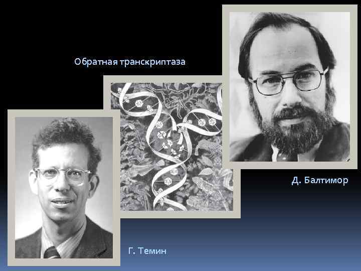 Обратная транскриптаза Д. Балтимор Г. Темин 
