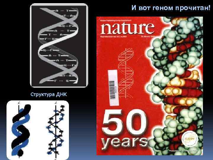И вот геном прочитан! Структура ДНК 