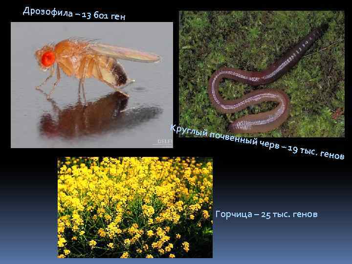 Дрозофила – 13 6 01 ген Круглы й почве нный ч ерв – 19