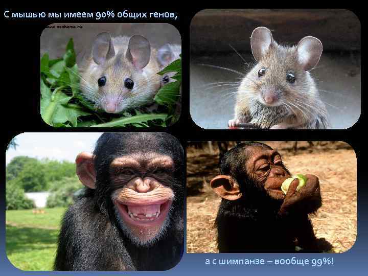 С мышью мы имеем 90% общих генов, а с шимпанзе – вообще 99%! 