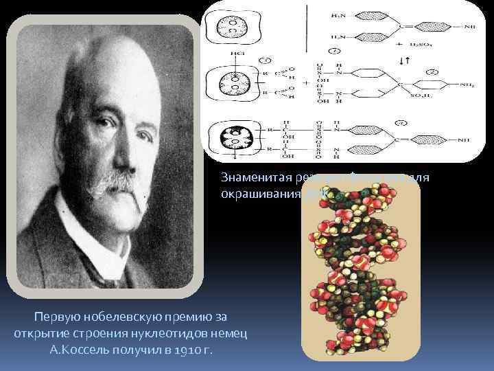 Знаменитая реакция Фельгена для окрашивания ДНК. Первую нобелевскую премию за открытие строения нуклеотидов немец