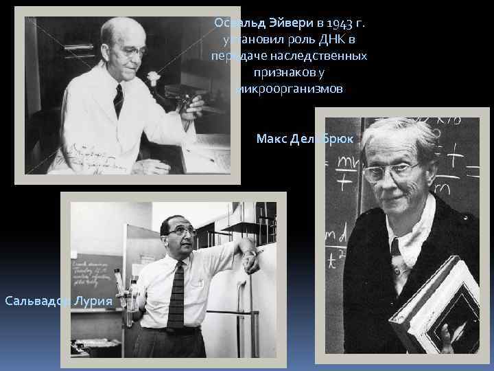 Освальд Эйвери в 1943 г. установил роль ДНК в передаче наследственных признаков у микроорганизмов