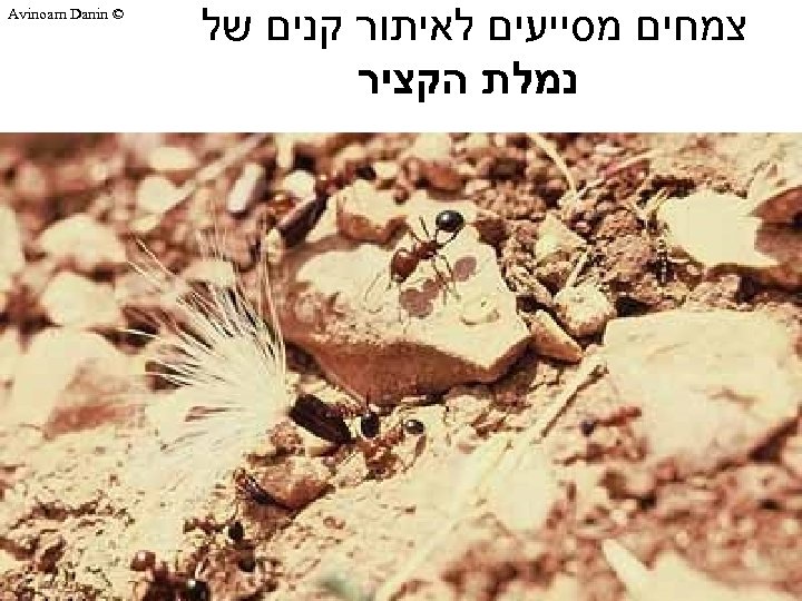  צמחים מסייעים לאיתור קנים של נמלת הקציר © Avinoam Danin 