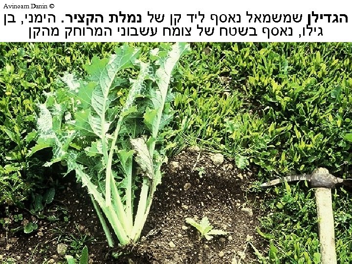  © Avinoam Danin הגדילן שמשמאל נאסף ליד קן של נמלת הקציר. הימני, בן