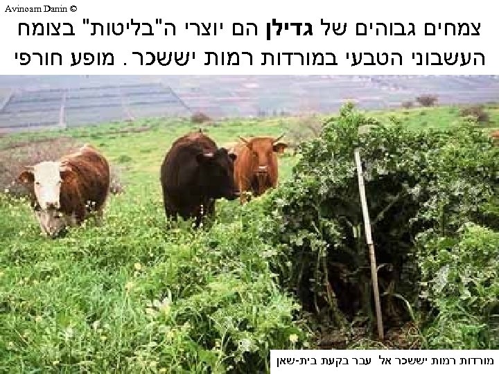  © Avinoam Danin צמחים גבוהים של גדילן הם יוצרי ה