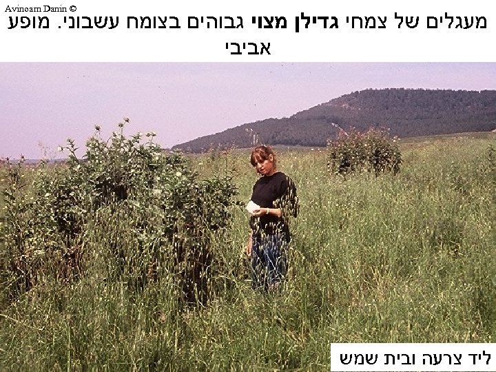  © Avinoam Danin מעגלים של צמחי גדילן מצוי גבוהים בצומח עשבוני. מופע אביבי