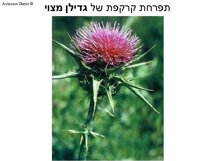  תפרחת קרקפת של גדילן מצוי © Avinoam Danin 