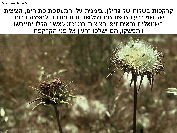  © Avinoam Danin קרקפות בשלות של גדילן. בימנית עלי המעטפת פתוחים, הציצית של