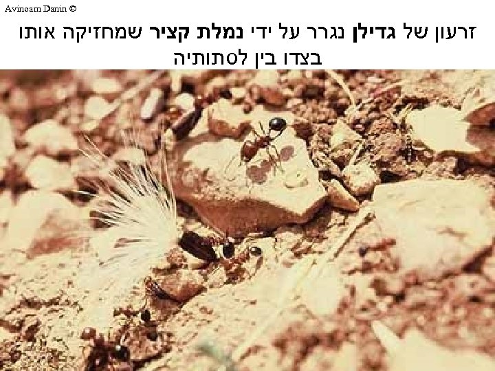  © Avinoam Danin זרעון של גדילן נגרר על ידי נמלת קציר שמחזיקה אותו