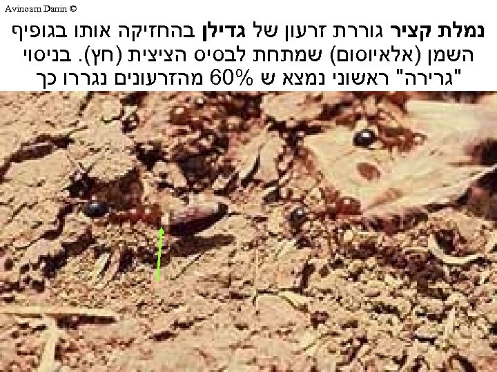  © Avinoam Danin נמלת קציר גוררת זרעון של גדילן בהחזיקה אותו בגופיף השמן