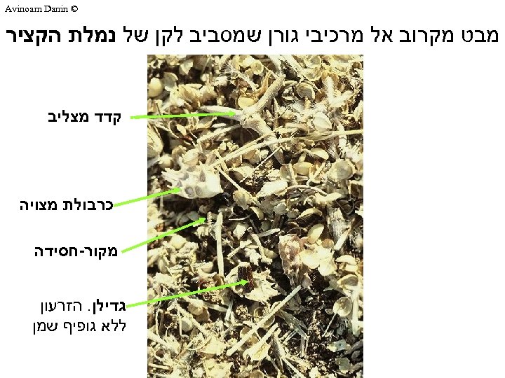  © Avinoam Danin מבט מקרוב אל מרכיבי גורן שמסביב לקן של נמלת הקציר