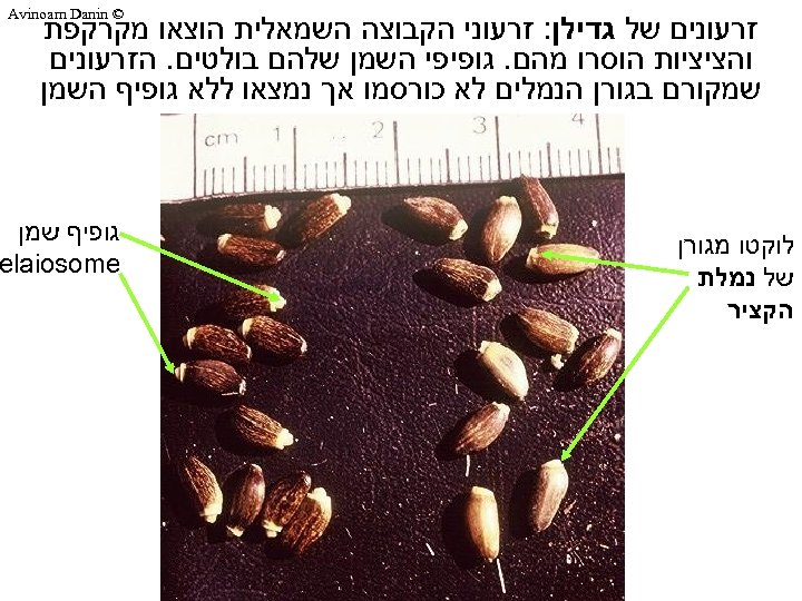  © Avinoam Danin זרעונים של גדילן: זרעוני הקבוצה השמאלית הוצאו מקרקפת והציציות הוסרו