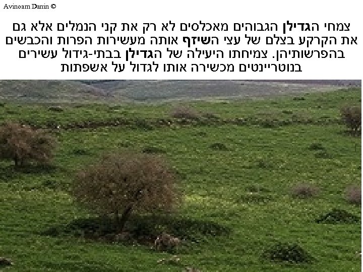  © Avinoam Danin צמחי הגדילן הגבוהים מאכלסים לא רק את קני הנמלים אלא
