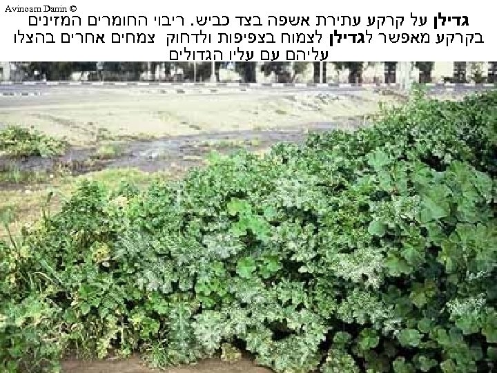  © Avinoam Danin גדילן על קרקע עתירת אשפה בצד כביש. ריבוי החומרים המזינים