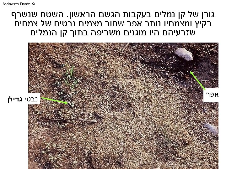  © Avinoam Danin גורן של קן נמלים בעקבות הגשם הראשון. השטח שנשרף בקיץ