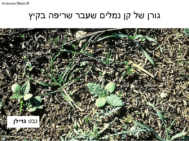  © Avinoam Danin גורן של קן נמלים שעבר שריפה בקיץ נבט גדילן 