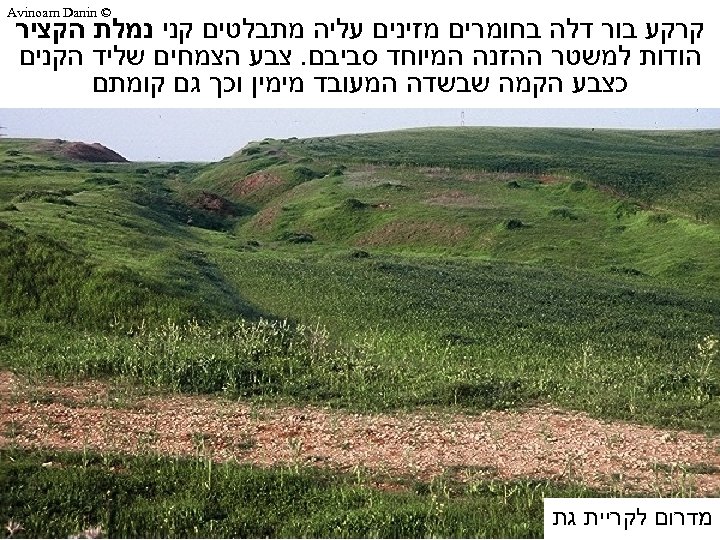  © Avinoam Danin קרקע בור דלה בחומרים מזינים עליה מתבלטים קני נמלת הקציר