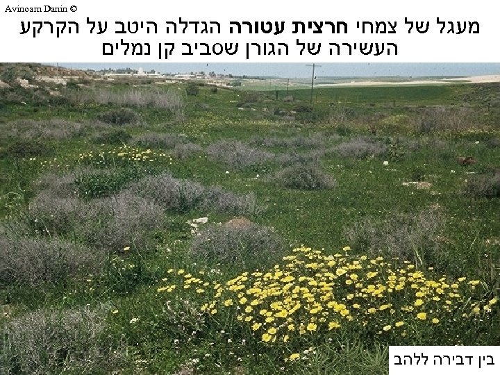  © Avinoam Danin מעגל של צמחי חרצית עטורה הגדלה היטב על הקרקע העשירה