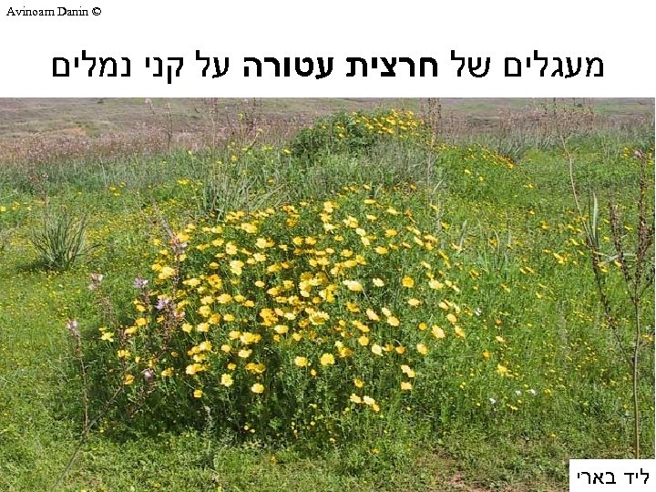  © Avinoam Danin מעגלים של חרצית עטורה על קני נמלים ליד בארי 