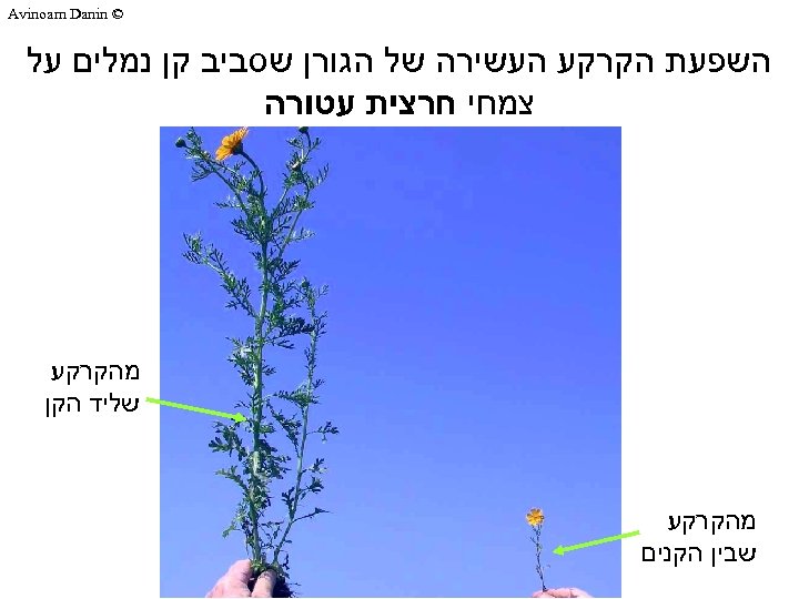  © Avinoam Danin השפעת הקרקע העשירה של הגורן שסביב קן נמלים על צמחי