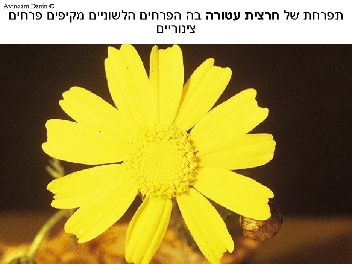  © Avinoam Danin תפרחת של חרצית עטורה בה הפרחים הלשוניים מקיפים פרחים צינוריים