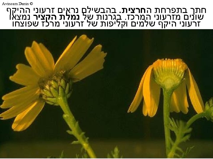  © Avinoam Danin חתך בתפרחת החרצית. בהבשילם נראים זרעוני ההיקף שונים מזרעוני המרכז.