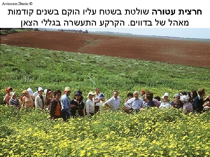  © Avinoam Danin חרצית עטורה שולטת בשטח עליו הוקם בשנים קודמות מאהל של