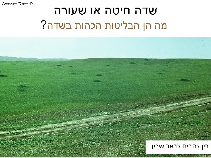  שדה חיטה או שעורה מה הן הבליטות הכהות בשדה? בין להבים לבאר שבע