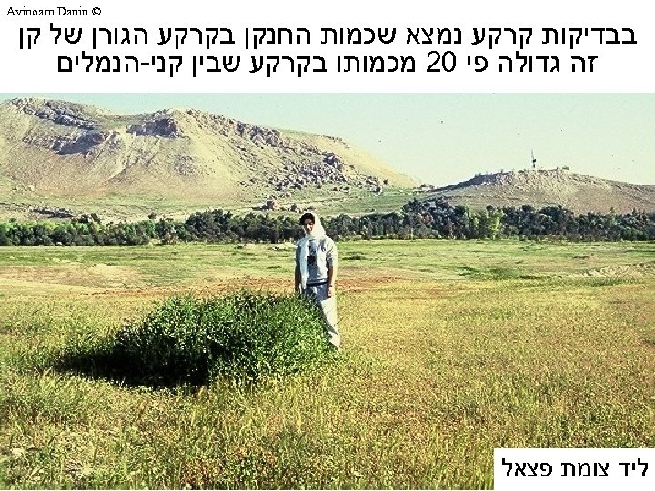  © Avinoam Danin בבדיקות קרקע נמצא שכמות החנקן בקרקע הגורן של קן זה