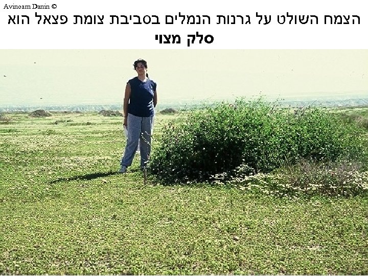  © Avinoam Danin הצמח השולט על גרנות הנמלים בסביבת צומת פצאל הוא סלק