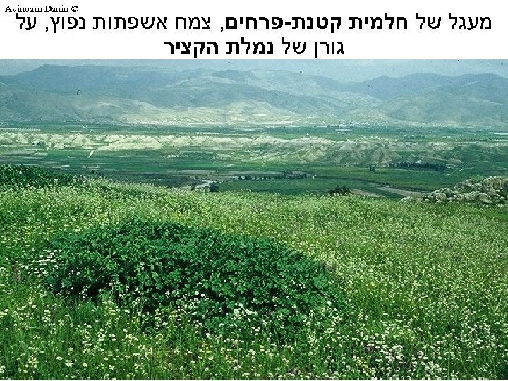  © Avinoam Danin מעגל של חלמית קטנת-פרחים, צמח אשפתות נפוץ, על גורן של
