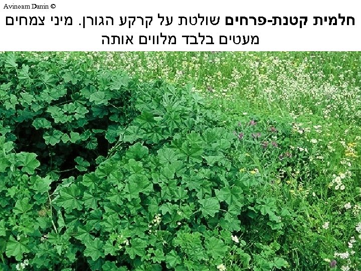  © Avinoam Danin חלמית קטנת-פרחים שולטת על קרקע הגורן. מיני צמחים מעטים בלבד