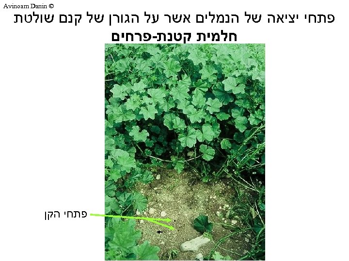  © Avinoam Danin פתחי יציאה של הנמלים אשר על הגורן של קנם שולטת