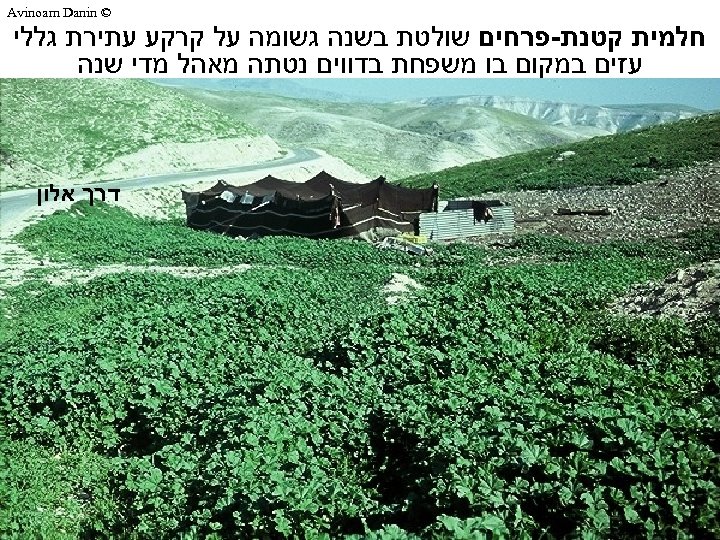  © Avinoam Danin חלמית קטנת-פרחים שולטת בשנה גשומה על קרקע עתירת גללי עזים