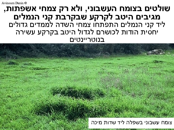  © Avinoam Danin שולטים בצומח העשבוני, ולא רק צמחי אשפתות, מגיבים היטב לקרקע