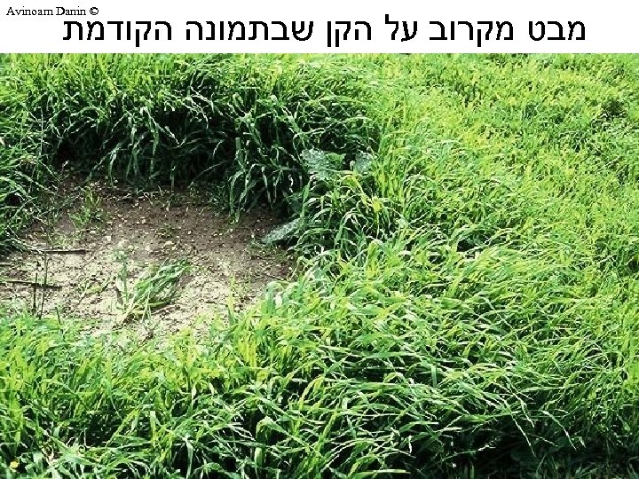  © Avinoam Danin מבט מקרוב על הקן שבתמונה הקודמת 