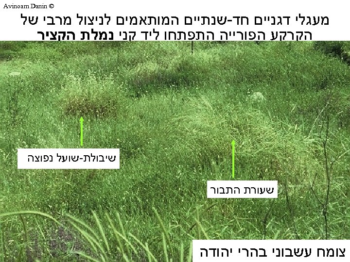  © Avinoam Danin מעגלי דגניים חד-שנתיים המותאמים לניצול מרבי של הקרקע הפורייה התפתחו