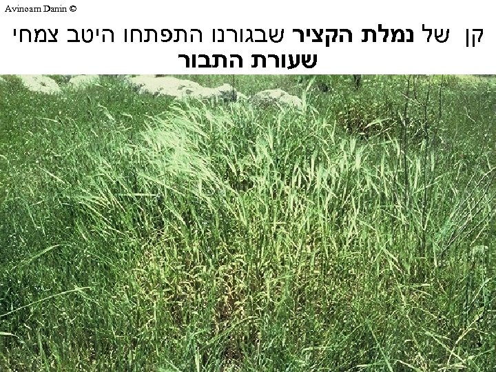  © Avinoam Danin קן של נמלת הקציר שבגורנו התפתחו היטב צמחי שעורת התבור