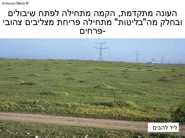  © Avinoam Danin העונה מתקדמת, הקמה מתחילה לפתח שיבולים ובחלק מה