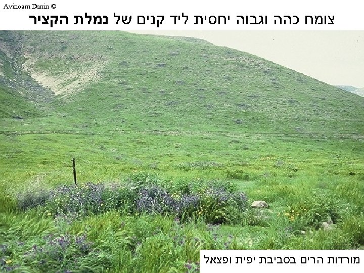 © Avinoam Danin צומח כהה וגבוה יחסית ליד קנים של נמלת הקציר מורדות