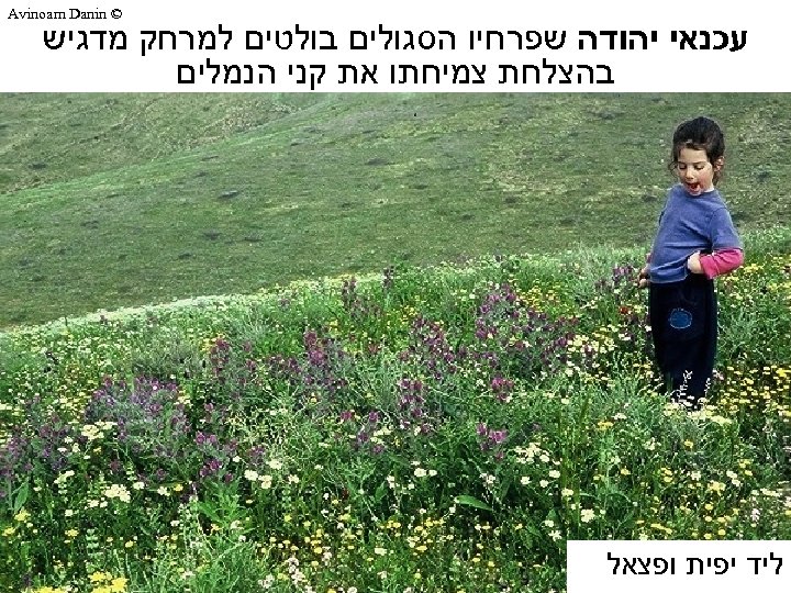  © Avinoam Danin עכנאי יהודה שפרחיו הסגולים בולטים למרחק מדגיש בהצלחת צמיחתו את