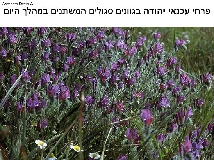  © Avinoam Danin פרחי עכנאי יהודה בגוונים סגולים המשתנים במהלך היום 
