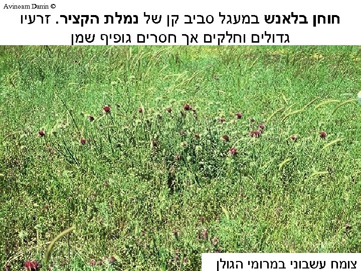  © Avinoam Danin חוחן בלאנש במעגל סביב קן של נמלת הקציר. זרעיו גדולים