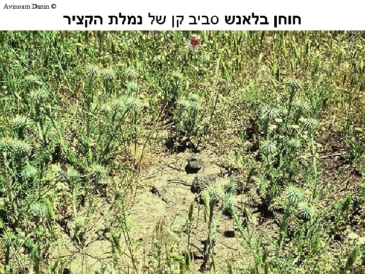  חוחן בלאנש סביב קן של נמלת הקציר © Avinoam Danin 